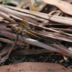 Hemicordulia australiae (Australian Emerald) at Mongarlowe River - 14 Dec 2020 by LisaH