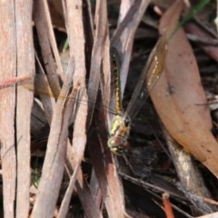 Hemicordulia australiae at QPRC LGA - 14 Dec 2020