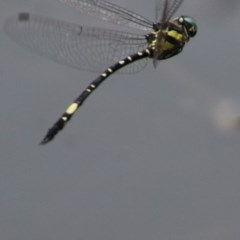 Parasynthemis regina (Royal Tigertail) at Mongarlowe River - 14 Dec 2020 by LisaH