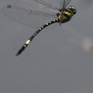 Parasynthemis regina at Mongarlowe, NSW - suppressed