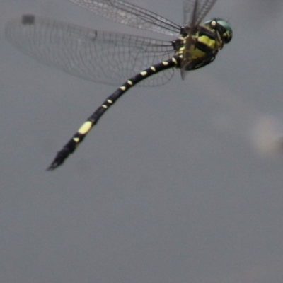 Parasynthemis regina (Royal Tigertail) at Mongarlowe, NSW - 14 Dec 2020 by LisaH