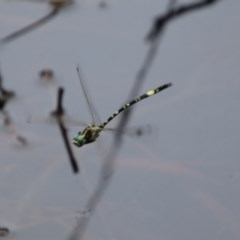 Parasynthemis regina at Mongarlowe, NSW - suppressed