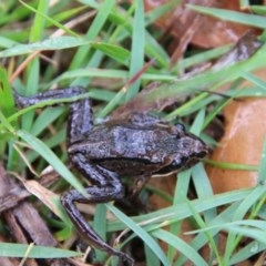 Limnodynastes peronii (Brown-striped Frog) at Mongarlowe River - 3 Dec 2020 by LisaH