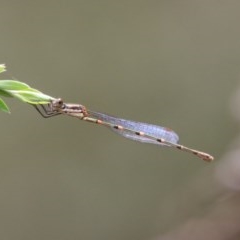 Austrolestes leda (Wandering Ringtail) at QPRC LGA - 14 Dec 2020 by LisaH