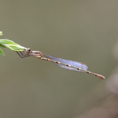 Austrolestes leda (Wandering Ringtail) at Mongarlowe River - 14 Dec 2020 by LisaH