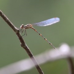 Austrolestes leda at QPRC LGA - suppressed