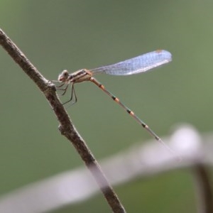 Austrolestes leda at QPRC LGA - suppressed