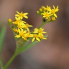 Senecio (genus) (A Fireweed) at Mongarlowe, NSW - 3 Dec 2020 by LisaH
