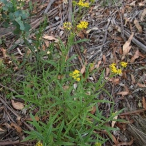 Senecio sp. at Mongarlowe, NSW - 3 Dec 2020