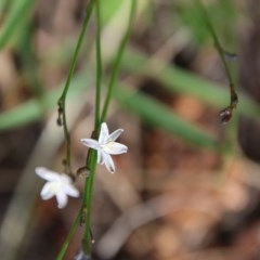 Caesia parviflora (Pale Grass-lily) at Mongarlowe, NSW - 3 Dec 2020 by LisaH