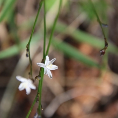 Caesia parviflora (Pale Grass-lily) at Mongarlowe, NSW - 3 Dec 2020 by LisaH