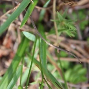 Caesia parviflora at Mongarlowe, NSW - 3 Dec 2020