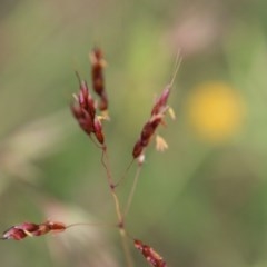 Sorghum leiocladum (Wild Sorghum) at Mongarlowe, NSW - 3 Dec 2020 by LisaH