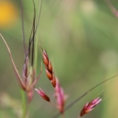 Sorghum leiocladum at Mongarlowe, NSW - 3 Dec 2020