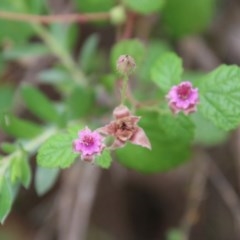 Rubus parvifolius (Native Raspberry) at Mongarlowe, NSW - 14 Dec 2020 by LisaH