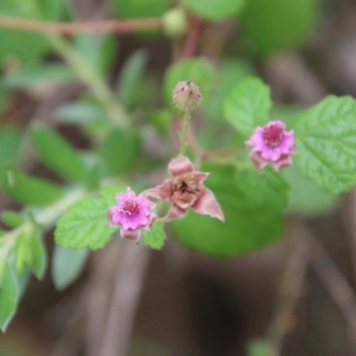 Rubus parvifolius (Native Raspberry) at Mongarlowe River - 14 Dec 2020 by LisaH