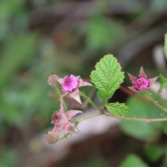 Rubus parvifolius at Mongarlowe, NSW - suppressed