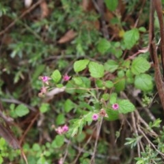 Rubus parvifolius at Mongarlowe, NSW - suppressed