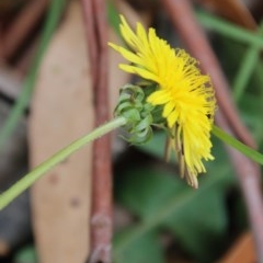 Taraxacum sp. (Dandelion) at Mongarlowe, NSW - 14 Dec 2020 by LisaH