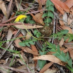 Taraxacum sp. at Mongarlowe, NSW - 14 Dec 2020