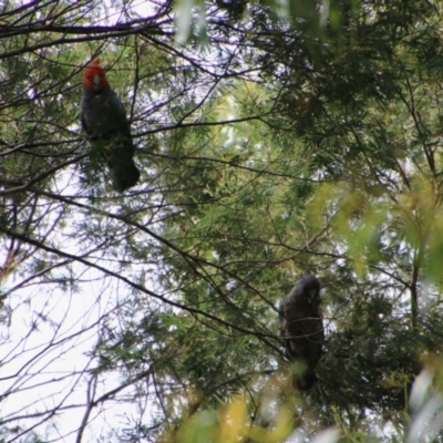 Callocephalon fimbriatum (Gang-gang Cockatoo) at Mongarlowe River - 14 Dec 2020 by LisaH