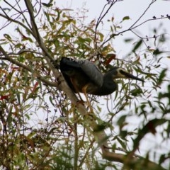 Egretta novaehollandiae (White-faced Heron) at QPRC LGA - 14 Dec 2020 by LisaH