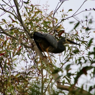 Egretta novaehollandiae (White-faced Heron) at Mongarlowe, NSW - 14 Dec 2020 by LisaH