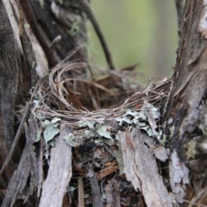 Eopsaltria australis at Mongarlowe, NSW - 14 Dec 2020