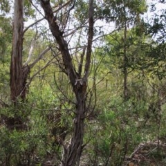 Eopsaltria australis at Mongarlowe, NSW - 14 Dec 2020