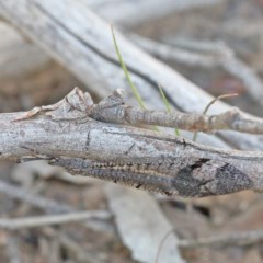 Glenoleon pulchellus (Antlion lacewing) at Dryandra St Woodland - 26 Dec 2020 by ConBoekel