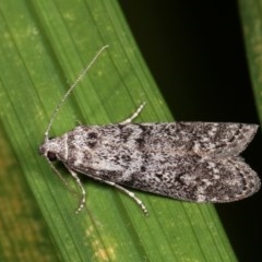 Heteromicta pachytera (Galleriinae subfamily moth) at Melba, ACT - 12 Dec 2020 by kasiaaus