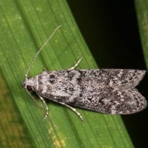 Heteromicta pachytera at Melba, ACT - 12 Dec 2020