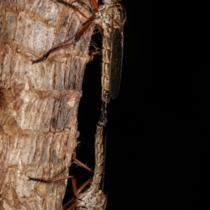 Cerdistus sp. (genus) at Melba, ACT - 12 Dec 2020