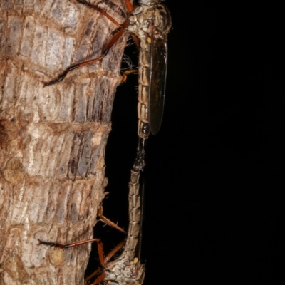 Cerdistus sp. (genus) (Slender Robber Fly) at Melba, ACT - 12 Dec 2020 by kasiaaus