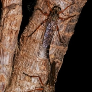 Cerdistus sp. (genus) at Melba, ACT - 12 Dec 2020