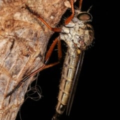 Cerdistus sp. (genus) at Melba, ACT - 12 Dec 2020