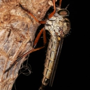 Cerdistus sp. (genus) at Melba, ACT - 12 Dec 2020