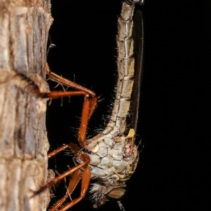 Cerdistus sp. (genus) at Melba, ACT - 12 Dec 2020