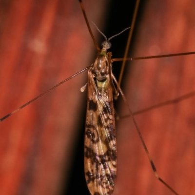 Limoniidae (family) (Unknown Limoniid Crane Fly) at Melba, ACT - 12 Dec 2020 by kasiaaus