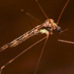 Limoniidae (family) at Melba, ACT - 12 Dec 2020