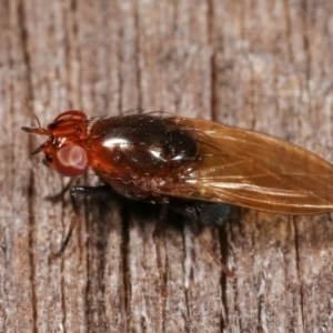 Lauxaniidae (family) at Melba, ACT - 12 Dec 2020 10:26 PM