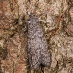 Heteromicta pachytera (Galleriinae subfamily moth) at Melba, ACT - 12 Dec 2020 by kasiaaus