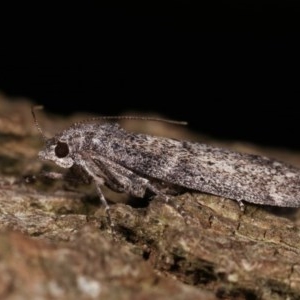 Heteromicta pachytera at Melba, ACT - 12 Dec 2020