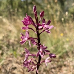 Dipodium punctatum (Blotched Hyacinth Orchid) at Bullen Range - 27 Dec 2020 by TinkaTutu