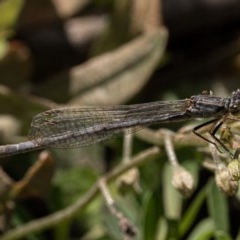 Ischnura heterosticta (Common Bluetail Damselfly) at Molonglo Gorge - 27 Dec 2020 by trevsci