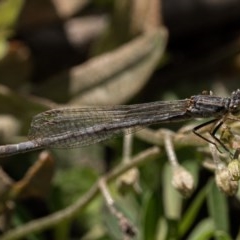 Unidentified Damselfly (Zygoptera) (TBC) at Molonglo Gorge - 27 Dec 2020 by trevsci