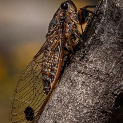 Galanga labeculata (Double-spotted cicada) at Molonglo Gorge - 27 Dec 2020 by trevsci
