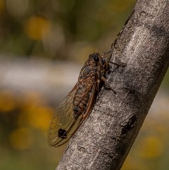 Galanga labeculata at Kowen, ACT - 27 Dec 2020 11:27 AM