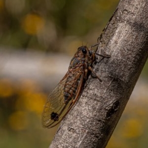 Galanga labeculata at Kowen, ACT - 27 Dec 2020 11:27 AM