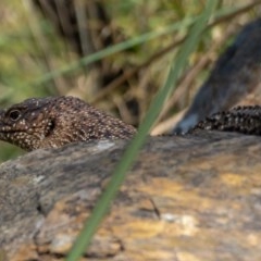 Egernia cunninghami (Cunningham's Skink) at Molonglo Gorge - 27 Dec 2020 by trevsci